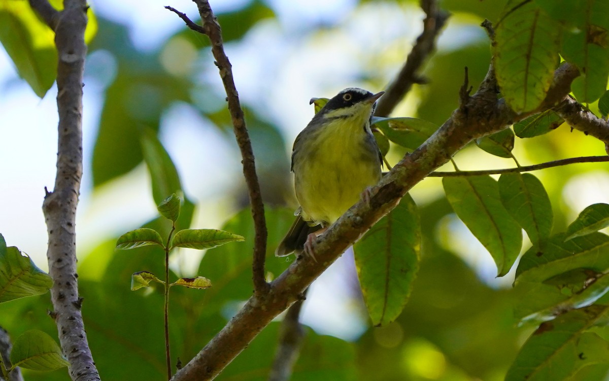 Weißbrauensericornis - ML620733173