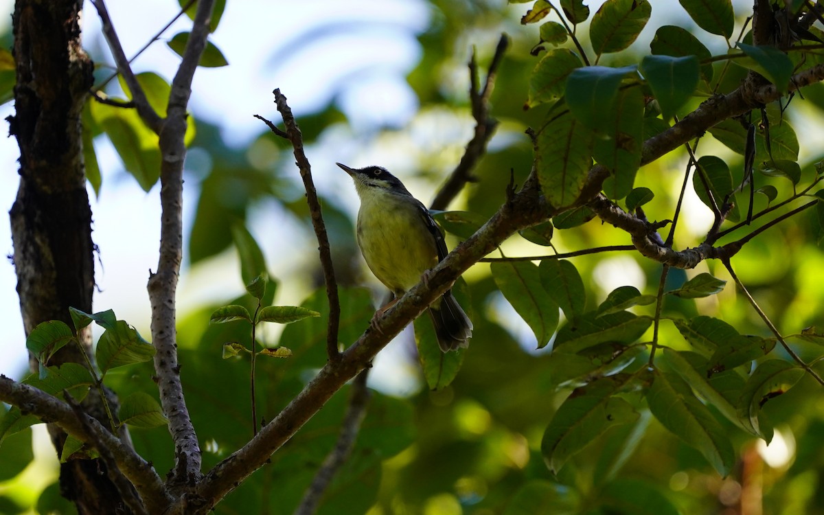 White-browed Scrubwren - ML620733174