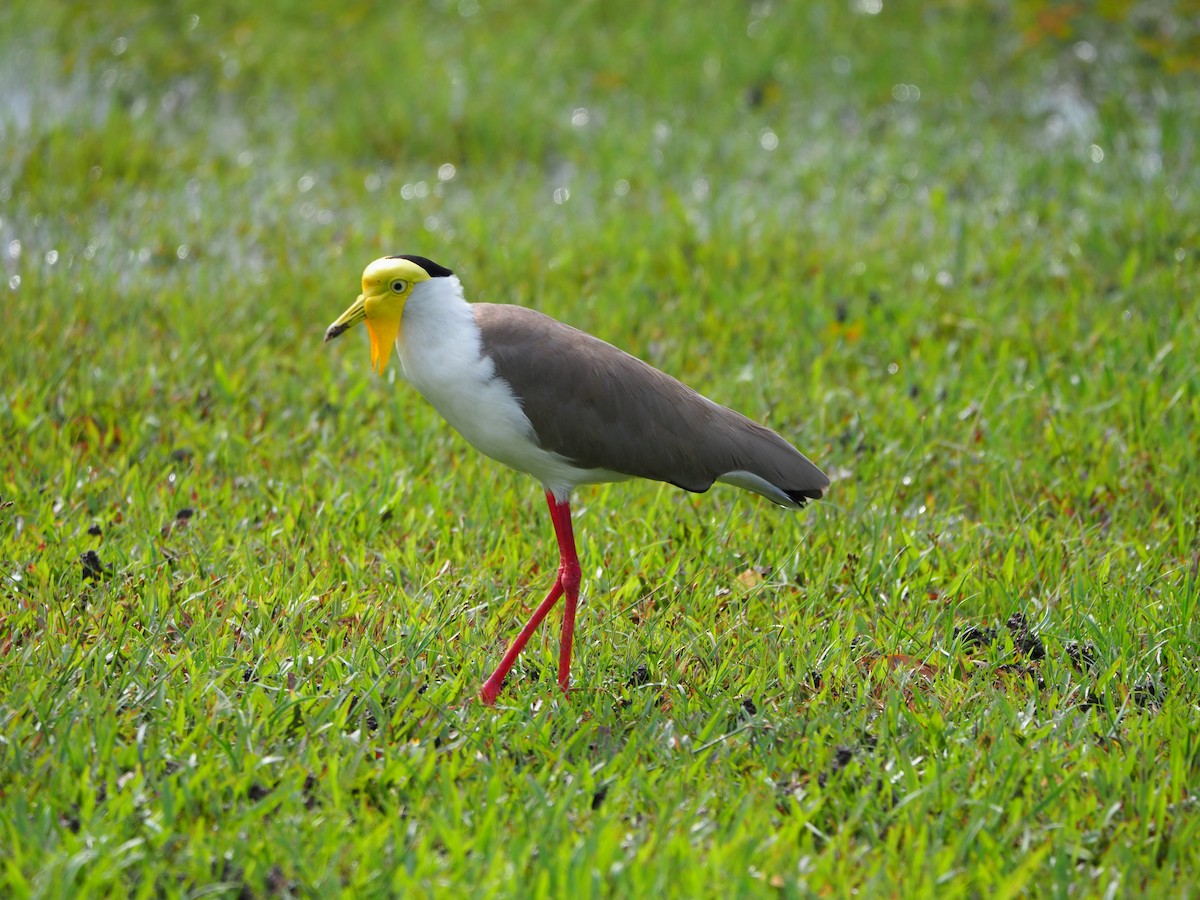 Masked Lapwing - ML620733181