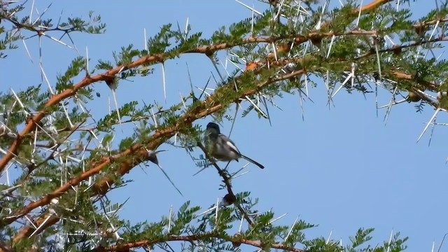 Apalis de Karamoja - ML620733183