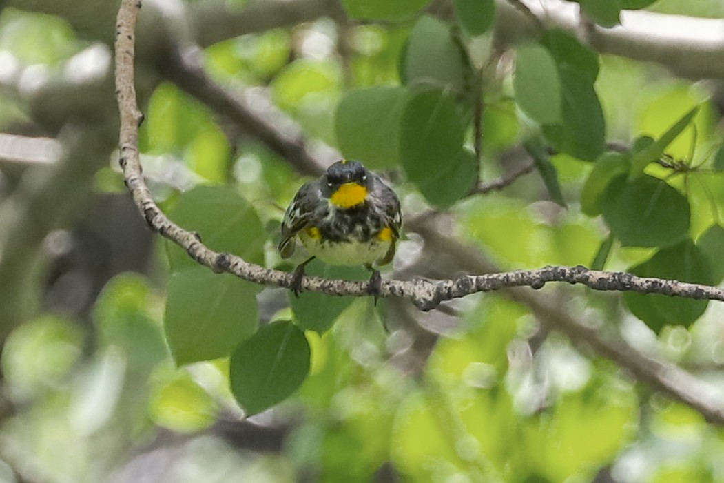 Yellow-rumped Warbler - ML620733185