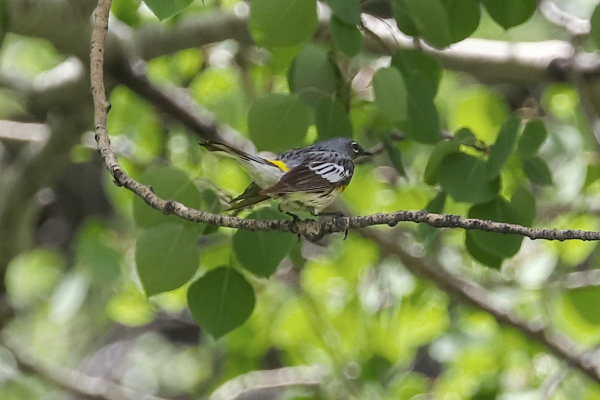 Yellow-rumped Warbler - ML620733186