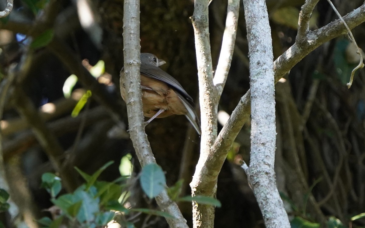 Rufous Shrikethrush - ML620733197