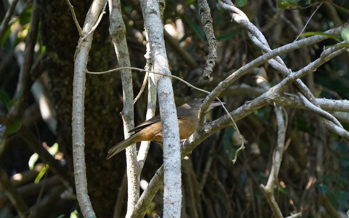 Rufous Shrikethrush - ML620733199