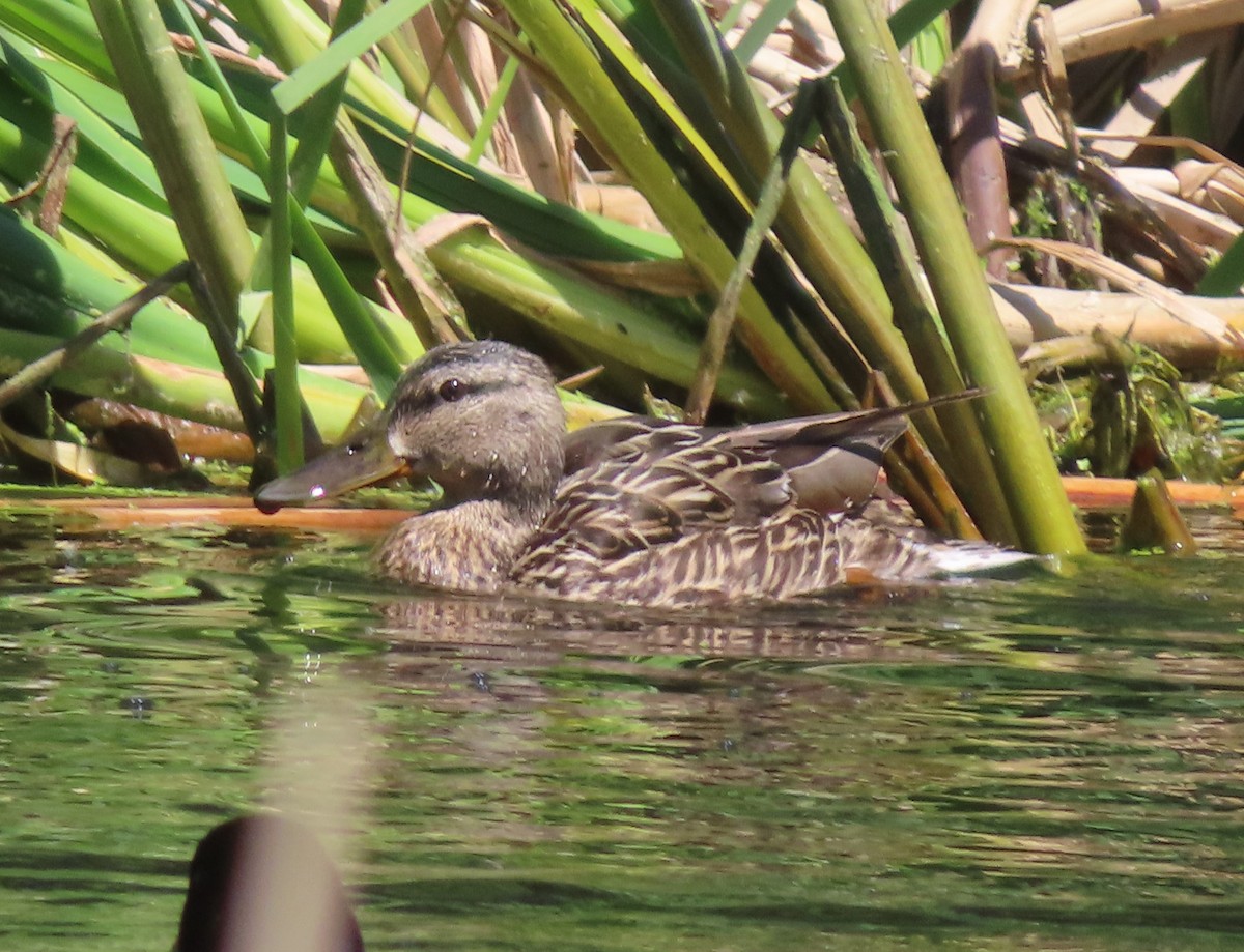 Mallard - Violet Kosack