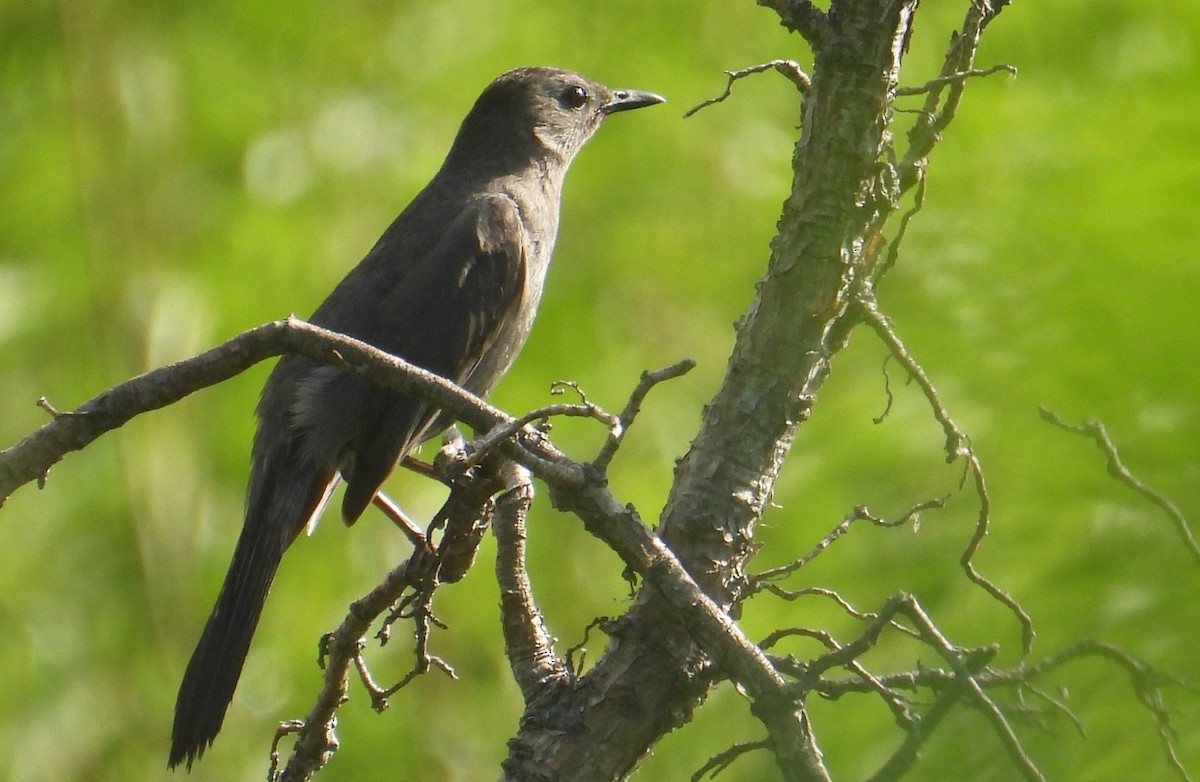 Gray Catbird - ML620733206