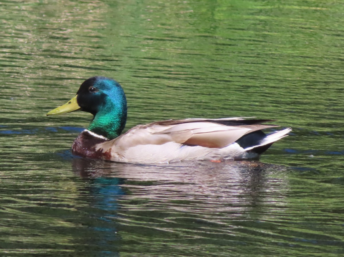 Mallard - Violet Kosack