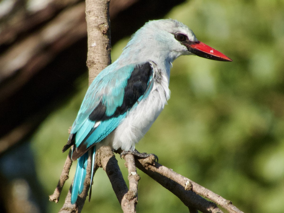 Woodland Kingfisher - ML620733209