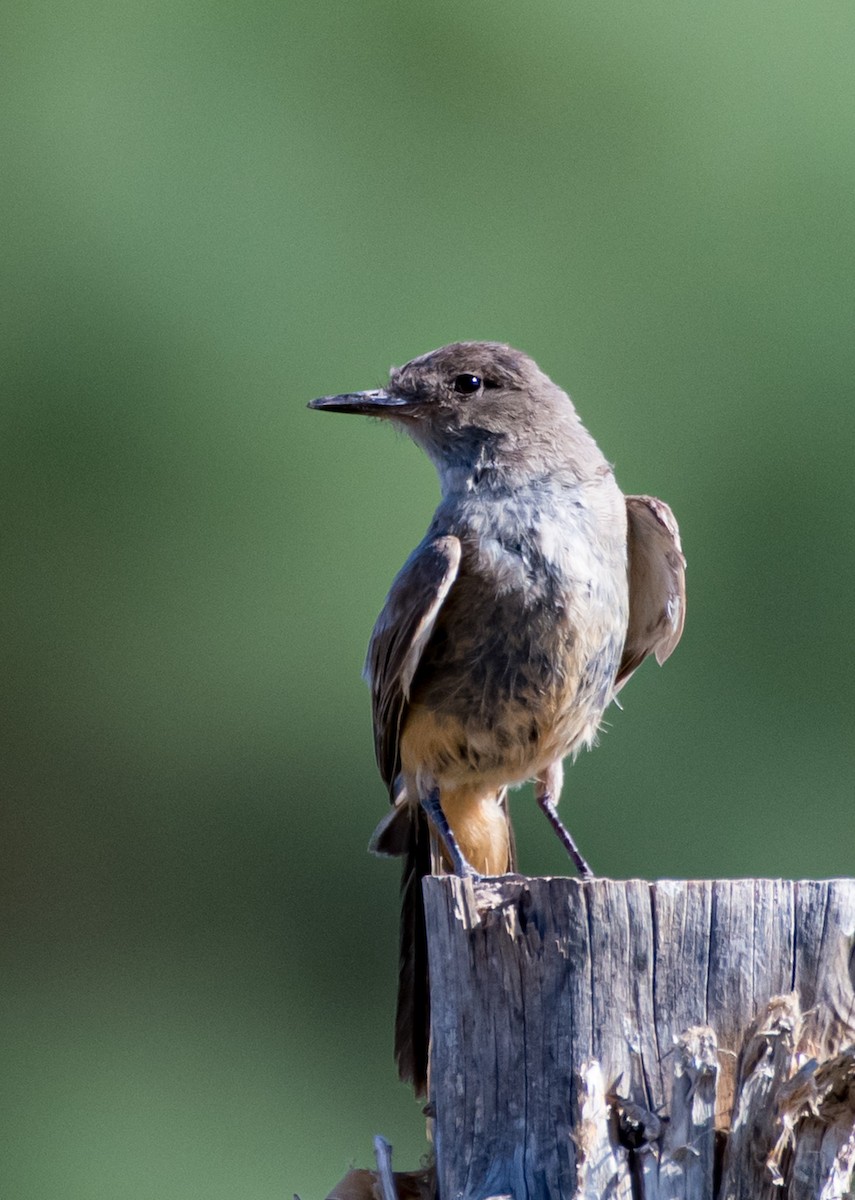 Say's Phoebe - ML620733210