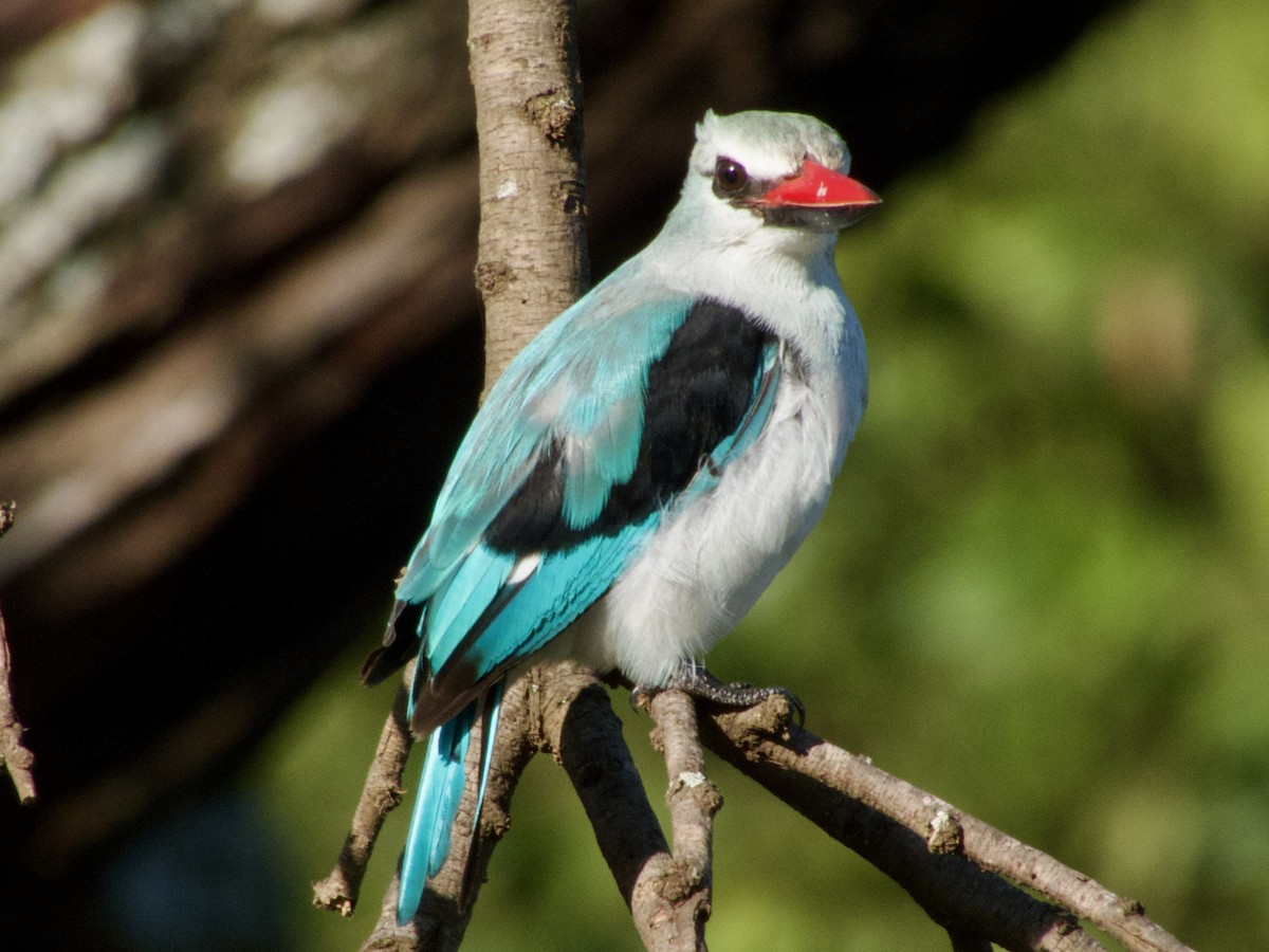 Woodland Kingfisher - ML620733211