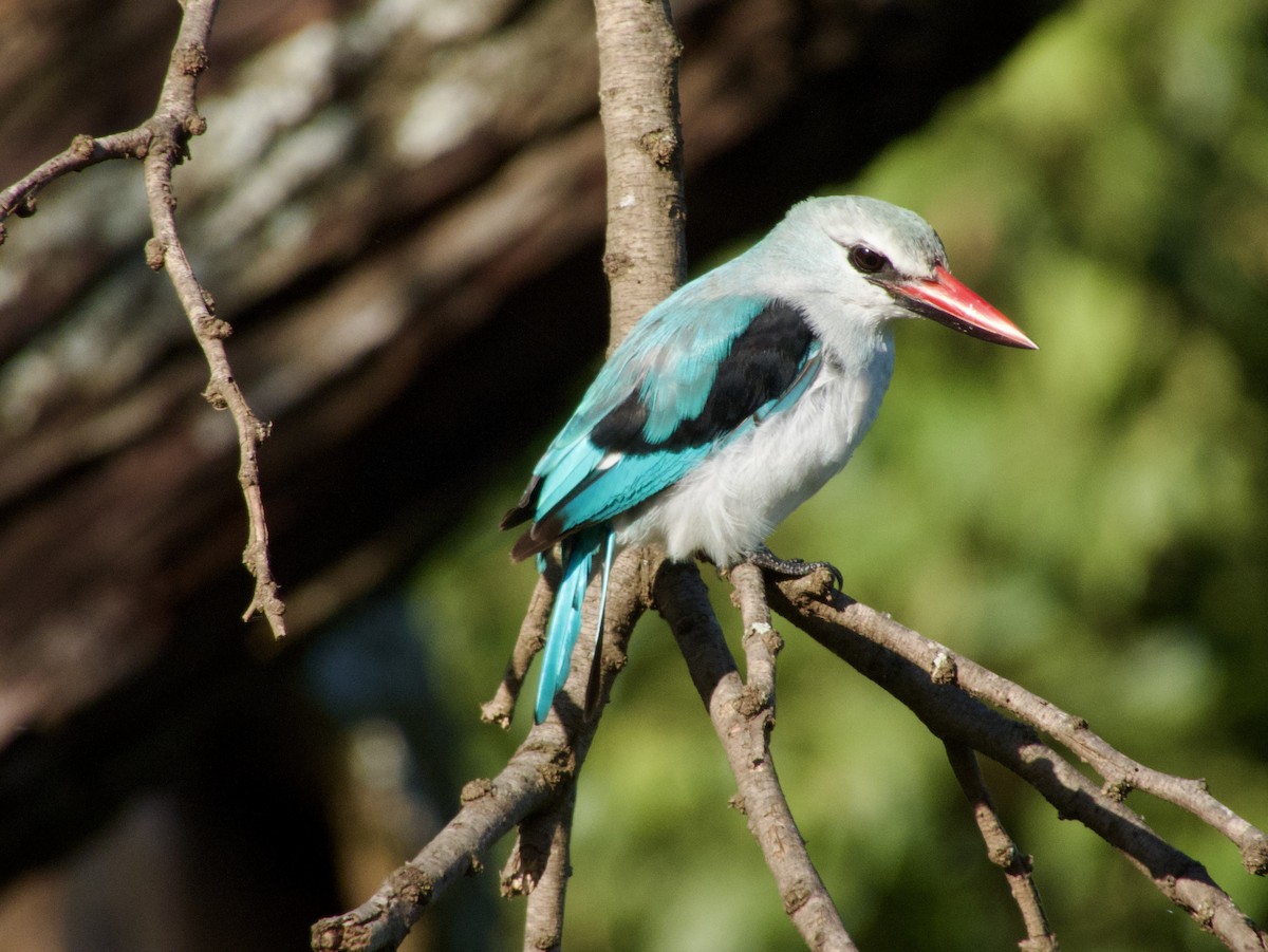 Woodland Kingfisher - ML620733212