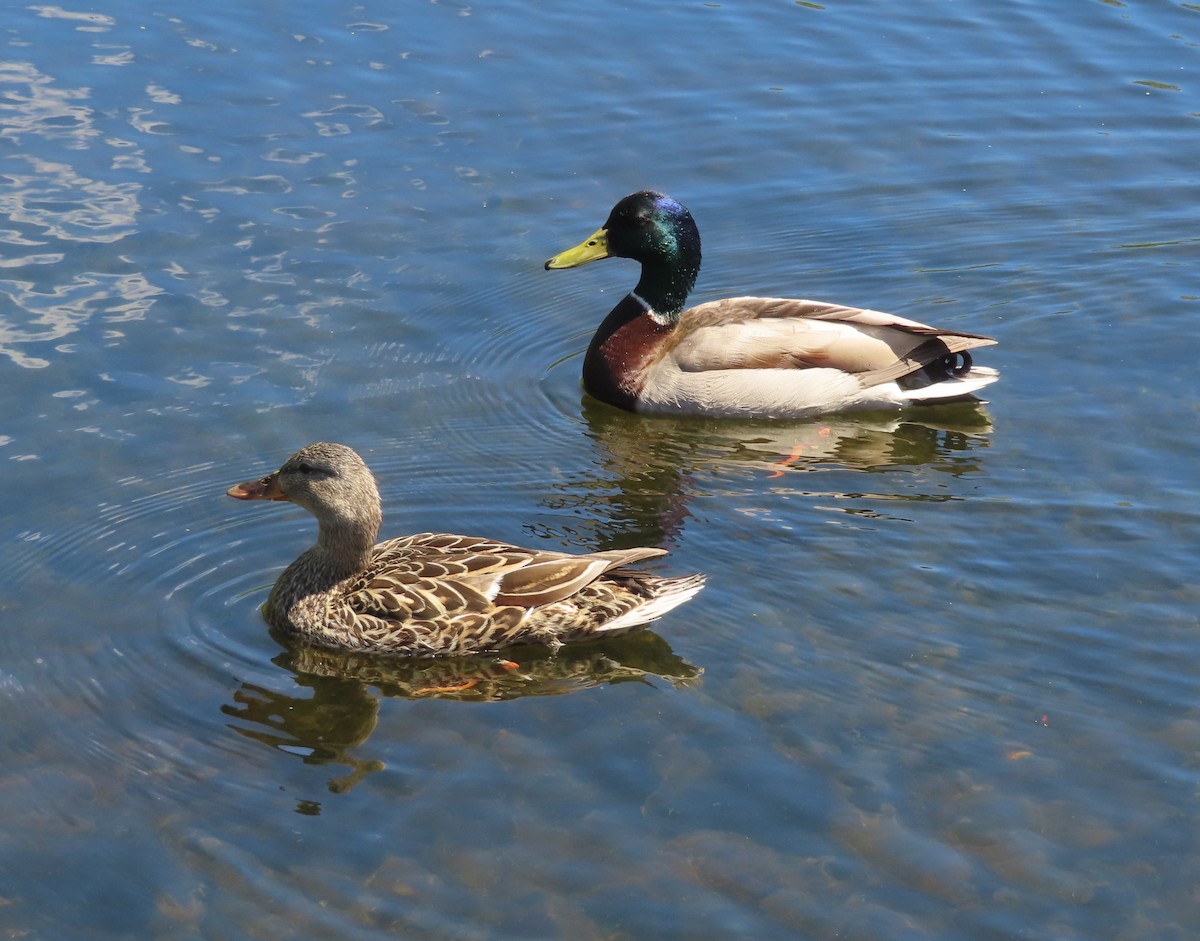 Mallard - Violet Kosack