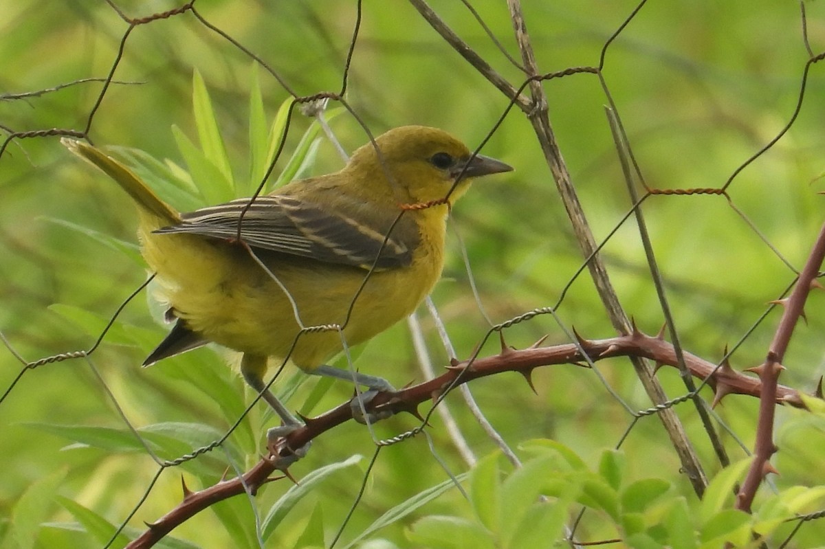 Orchard Oriole - ML620733218