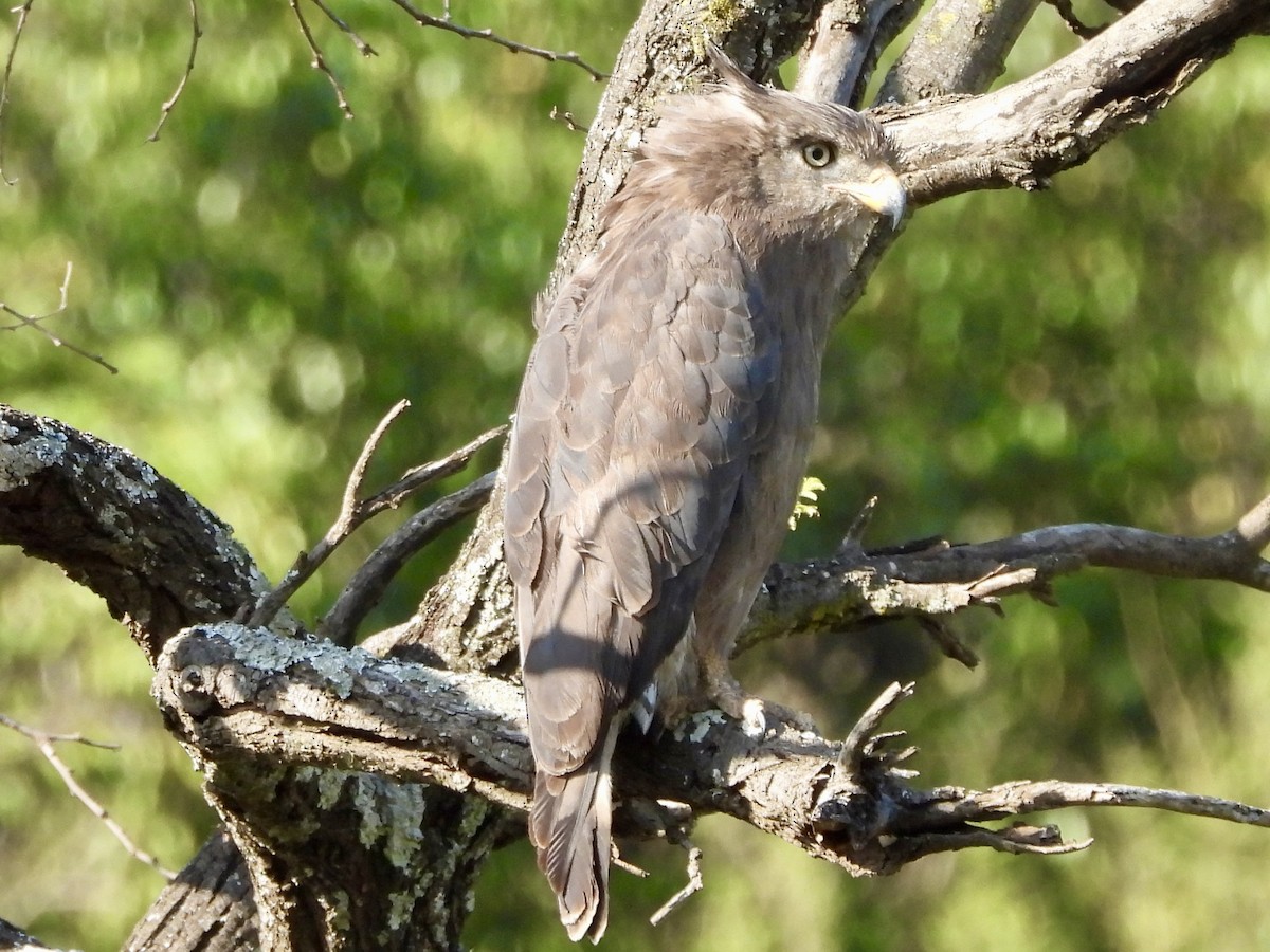 Banded Snake-Eagle - ML620733220