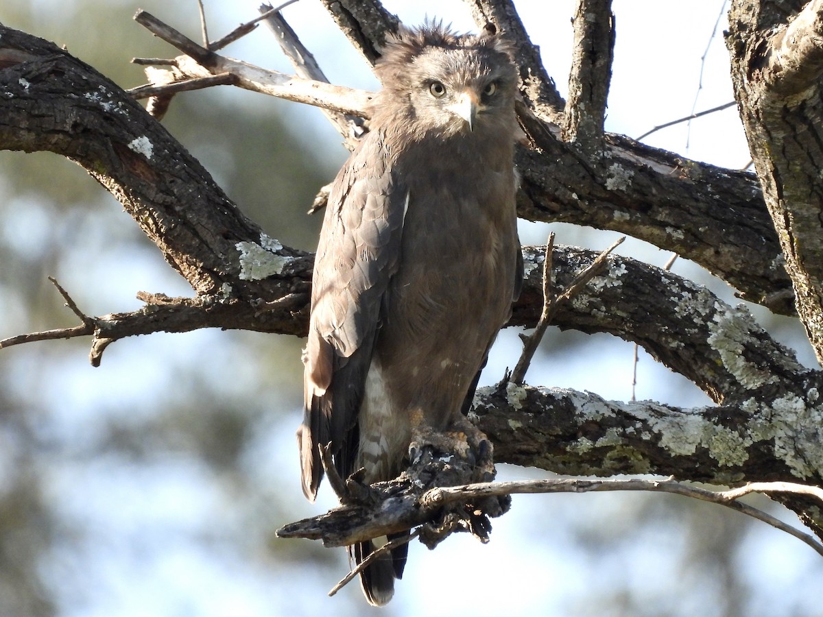 Banded Snake-Eagle - ML620733221