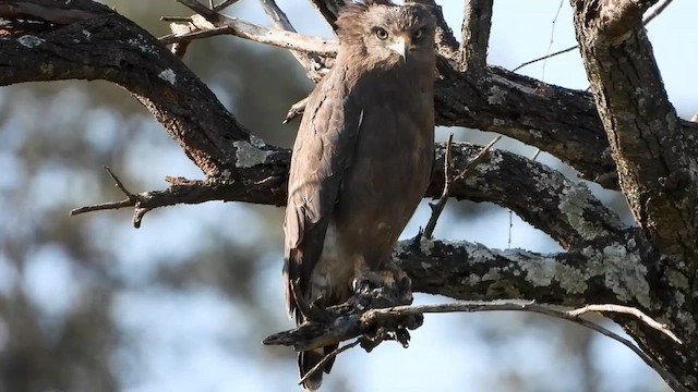 Banded Snake-Eagle - ML620733222