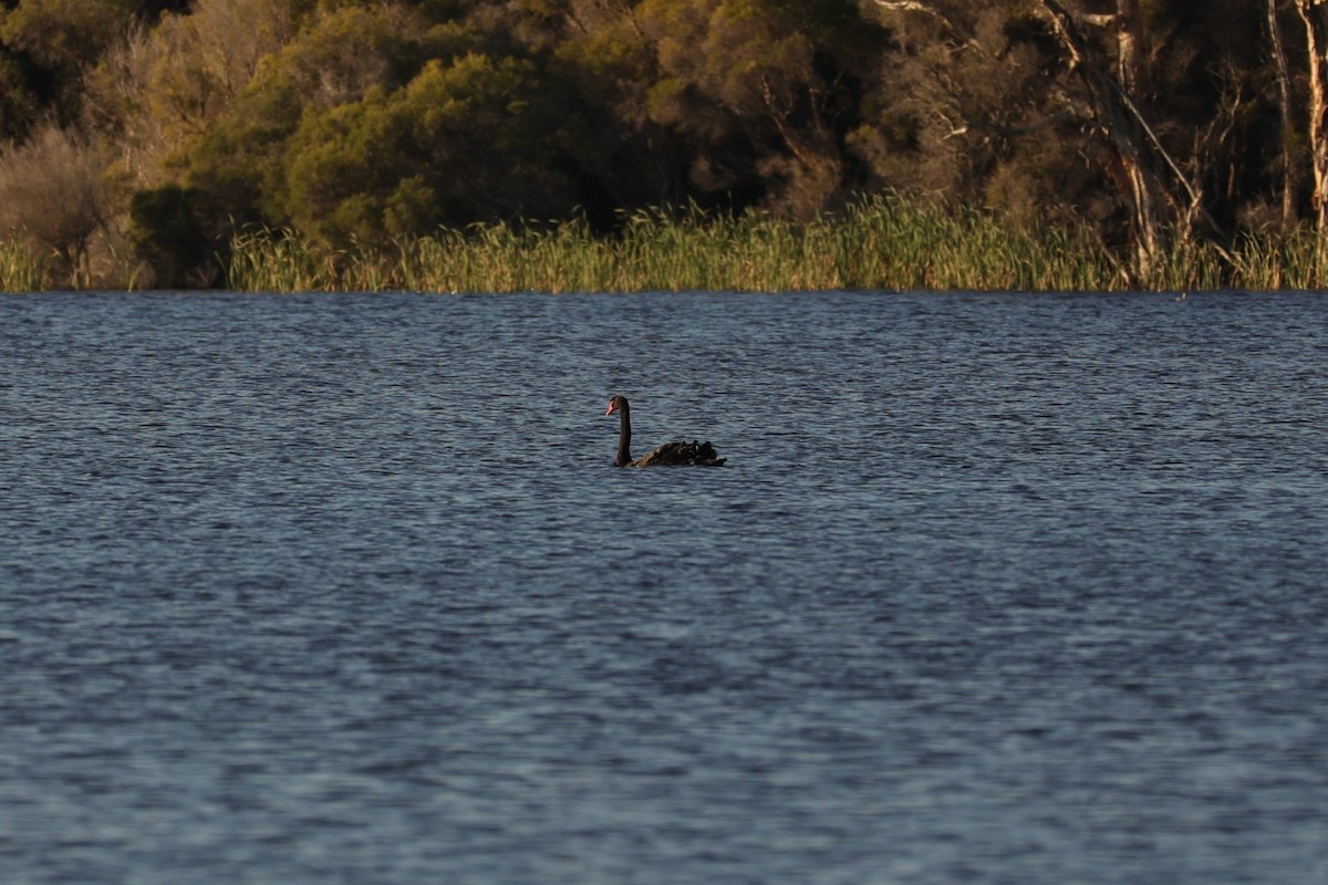 Black Swan - ML620733223