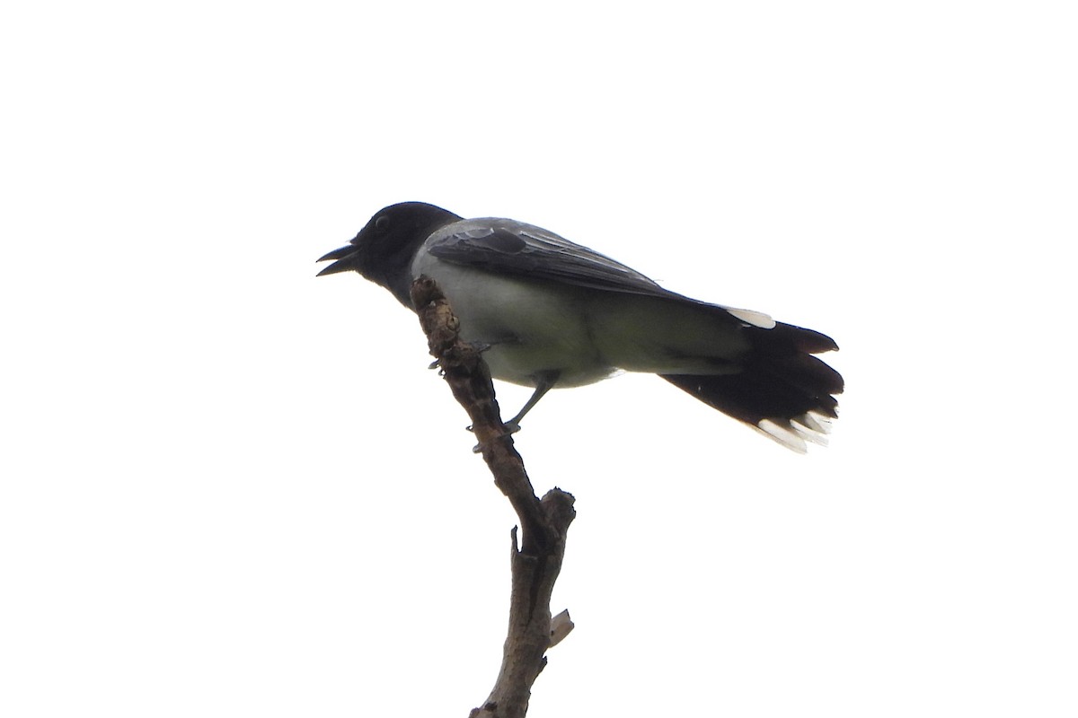 Black-headed Cuckooshrike - ML620733226