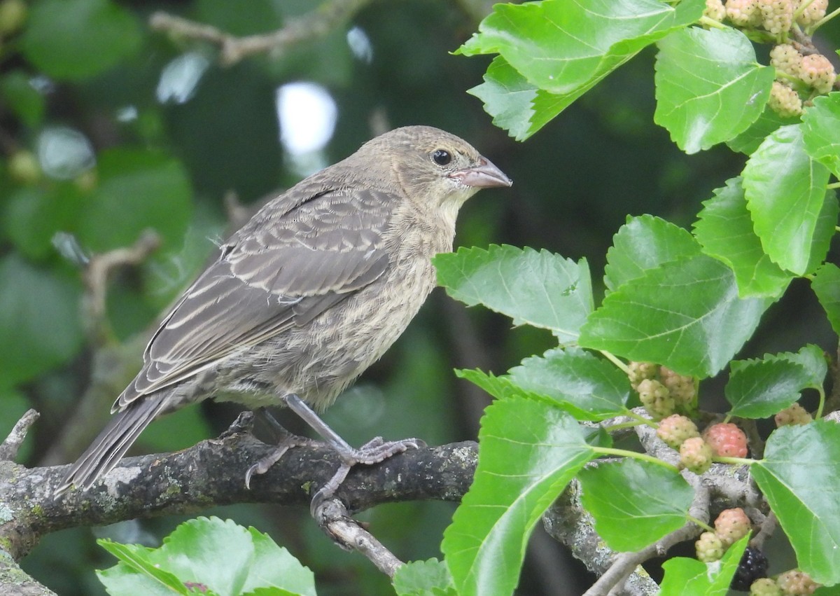 Brown-headed Cowbird - ML620733229