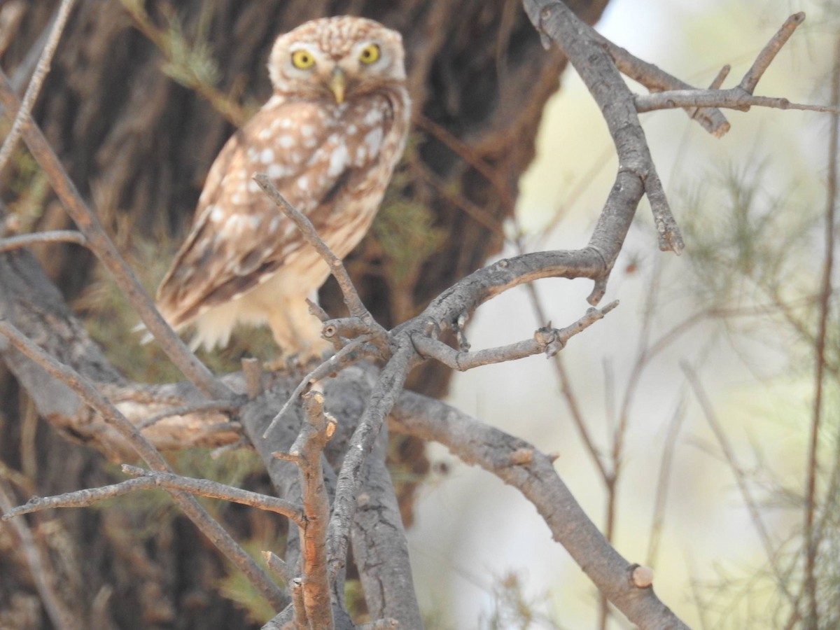 Little Owl - ML620733230