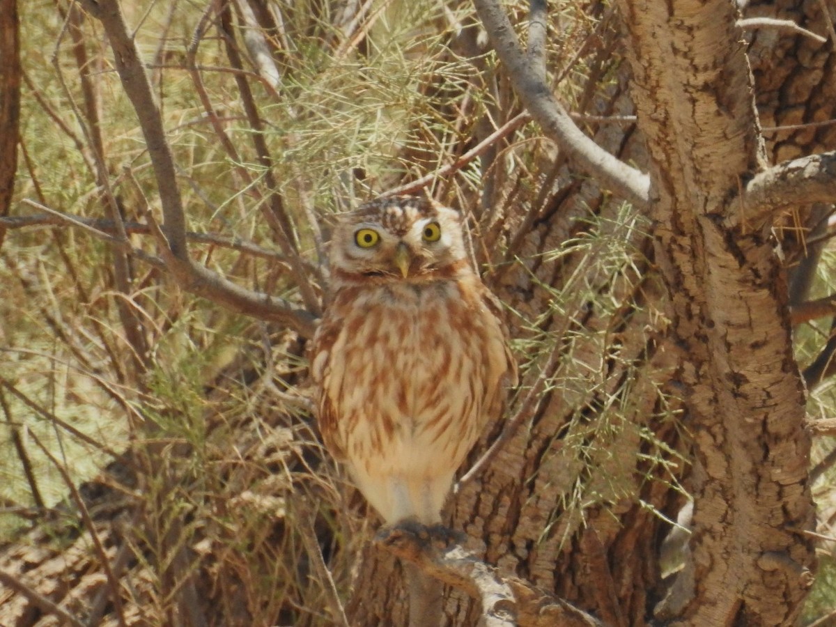 Little Owl - ML620733231