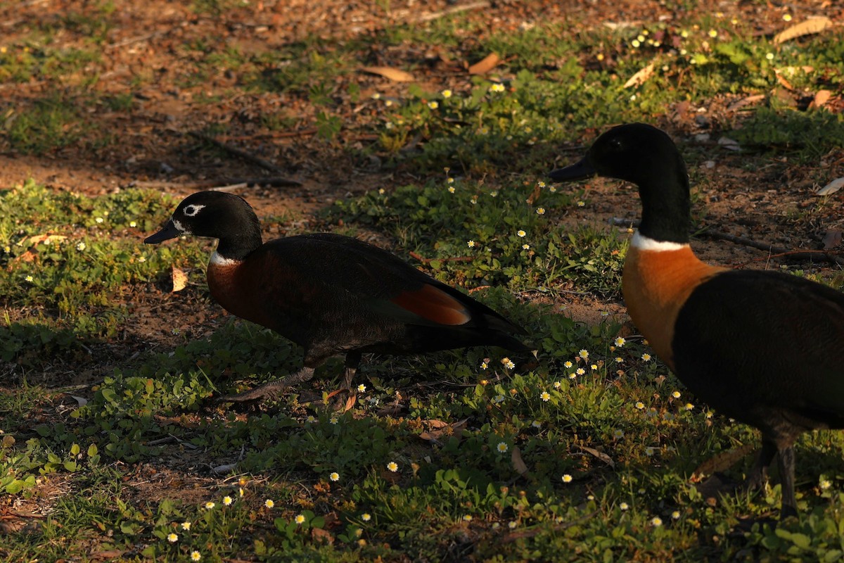 Australian Shelduck - ML620733232