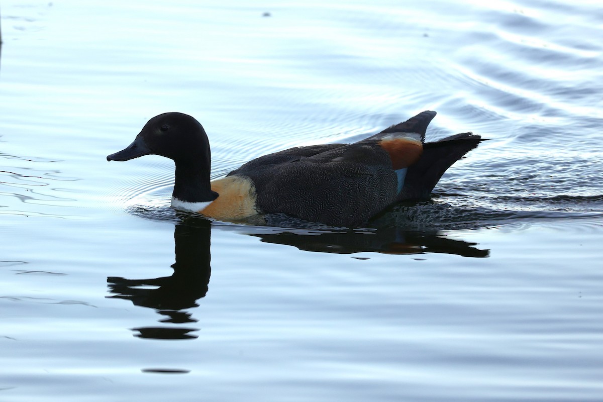 Australian Shelduck - ML620733233