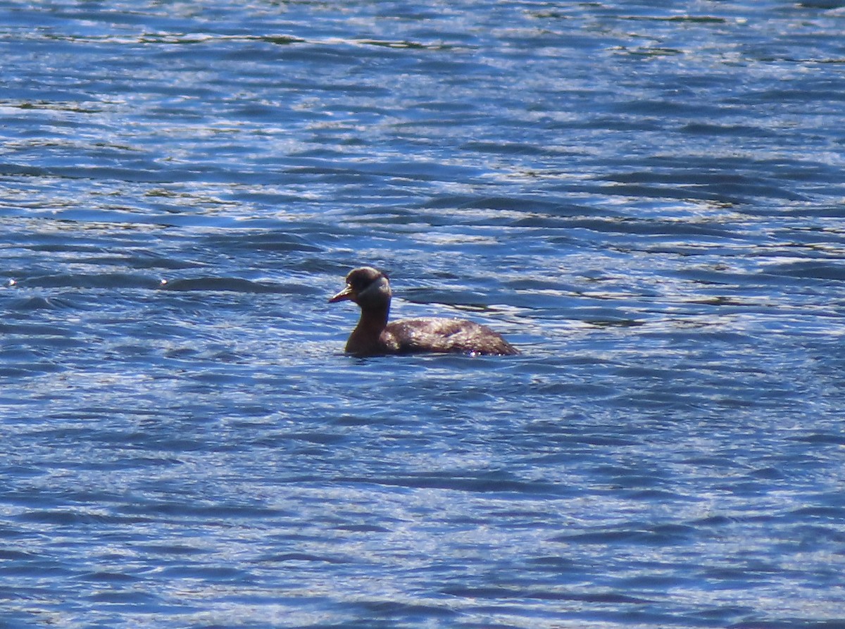 Red-necked Grebe - ML620733234