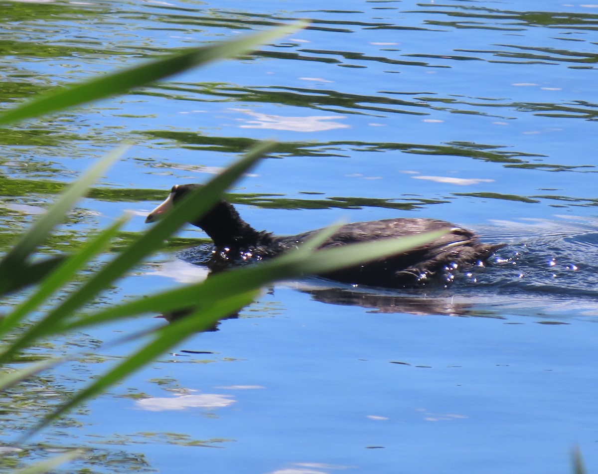 American Coot - Violet Kosack