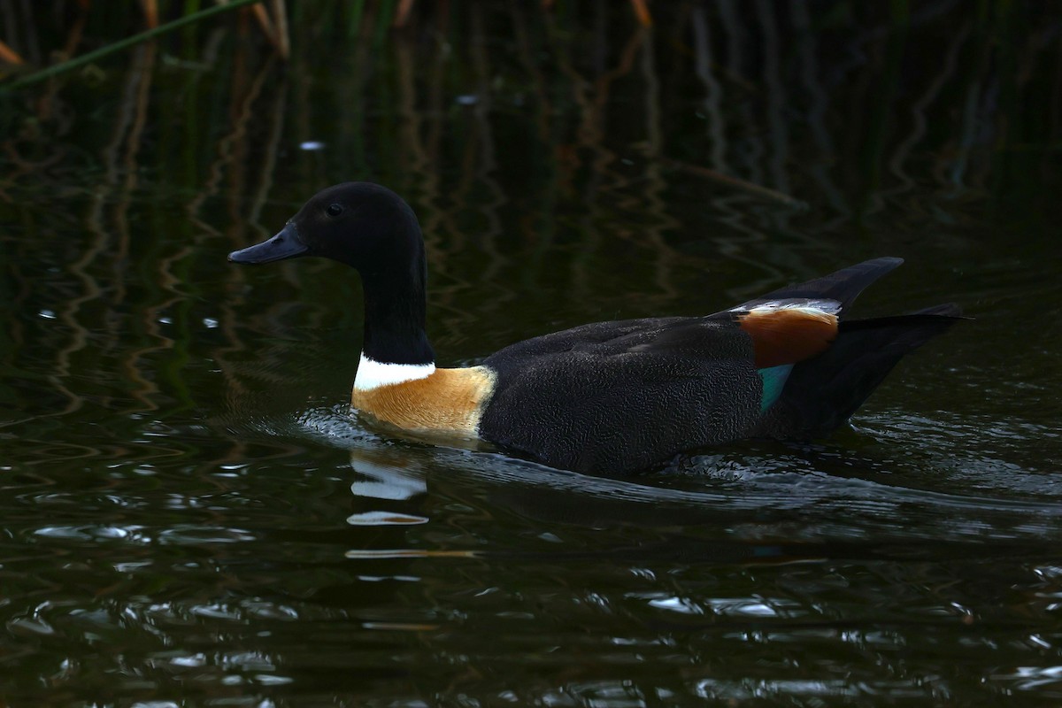 Australian Shelduck - ML620733236