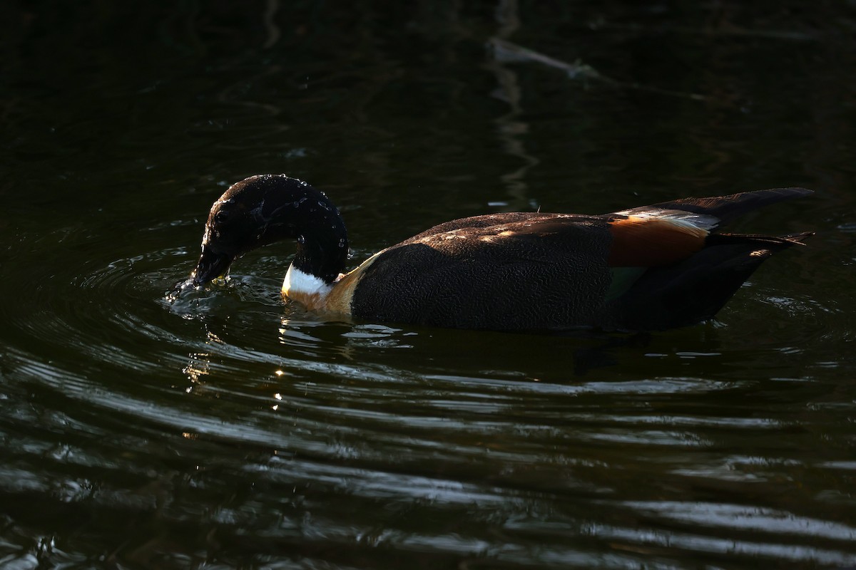 Australian Shelduck - ML620733239