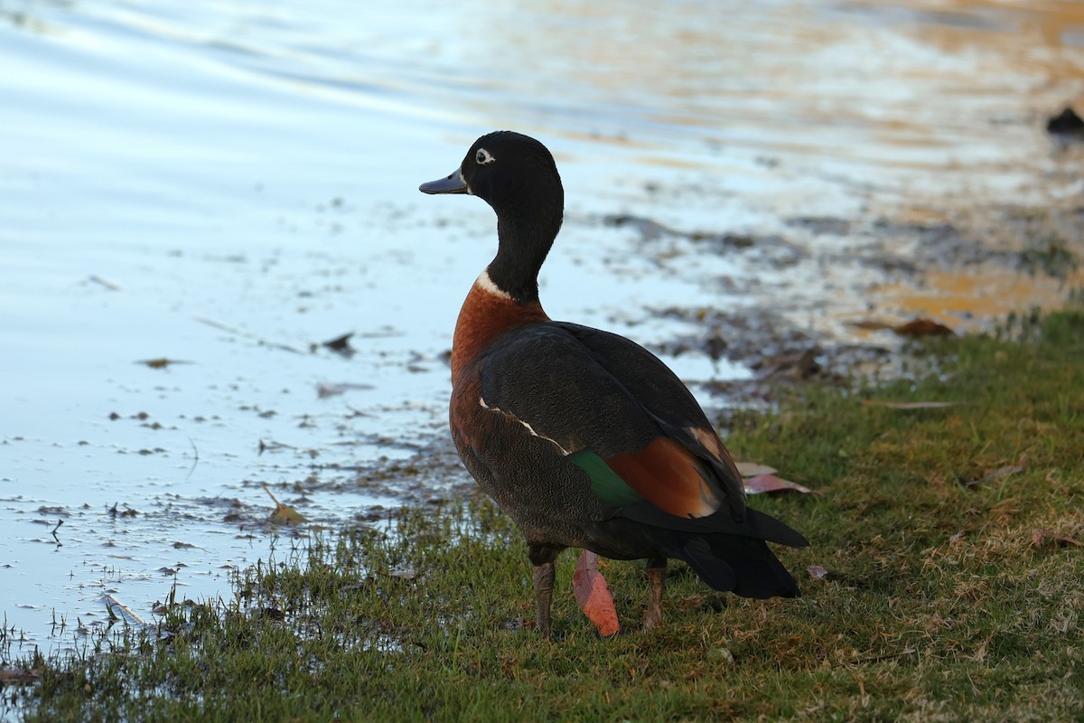 Australian Shelduck - Kylie-Anne Cramsie