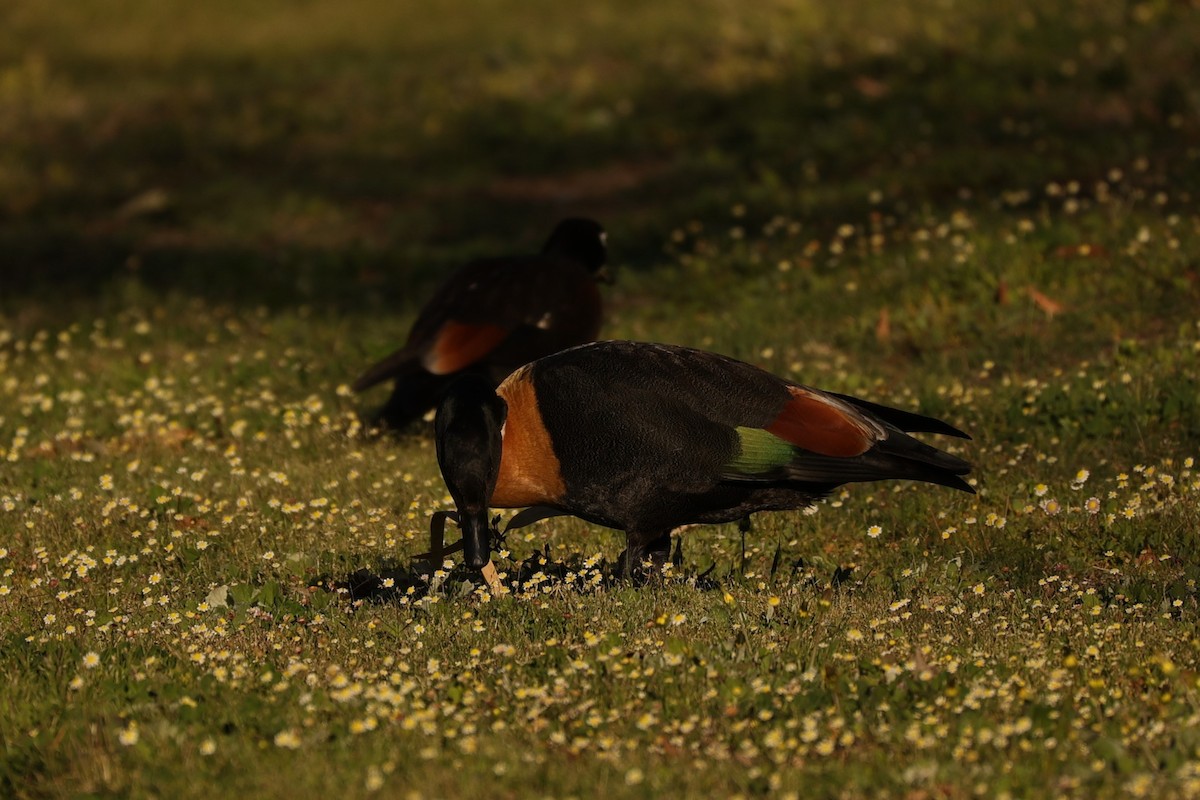 Australian Shelduck - ML620733248