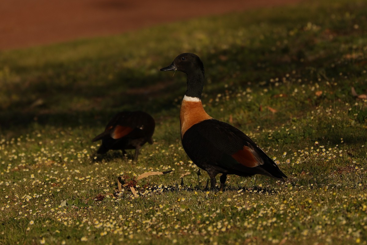 Australian Shelduck - ML620733250