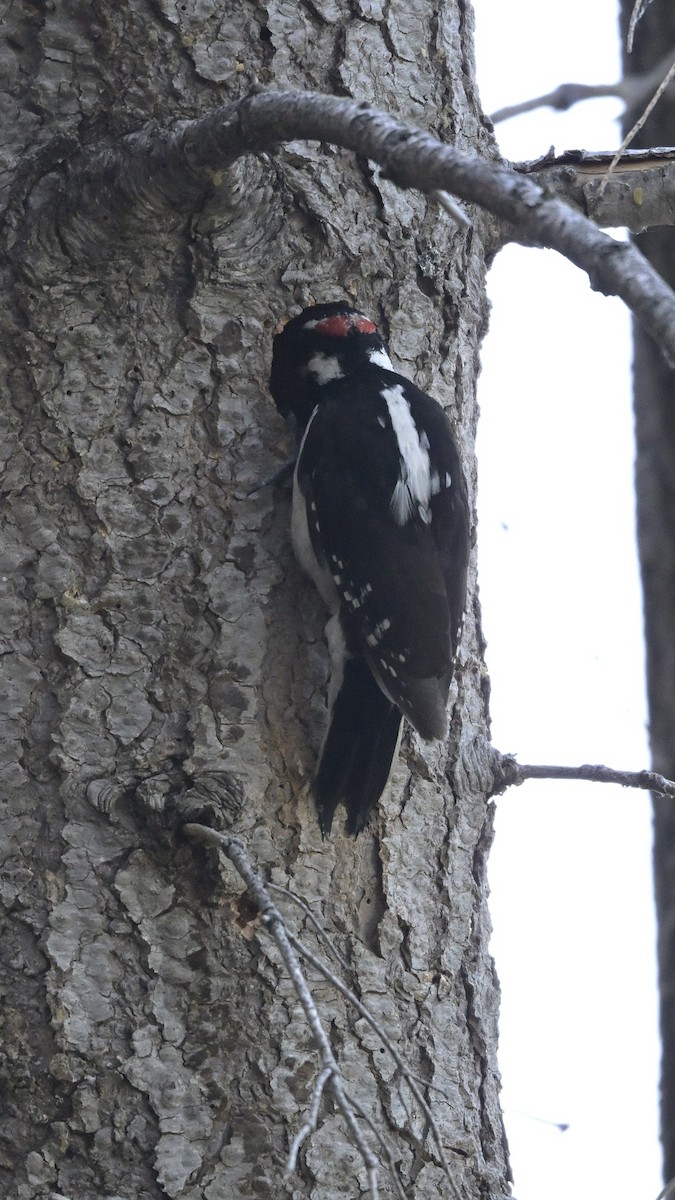 Hairy Woodpecker - ML620733251