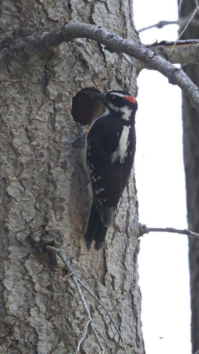 Hairy Woodpecker - ML620733252