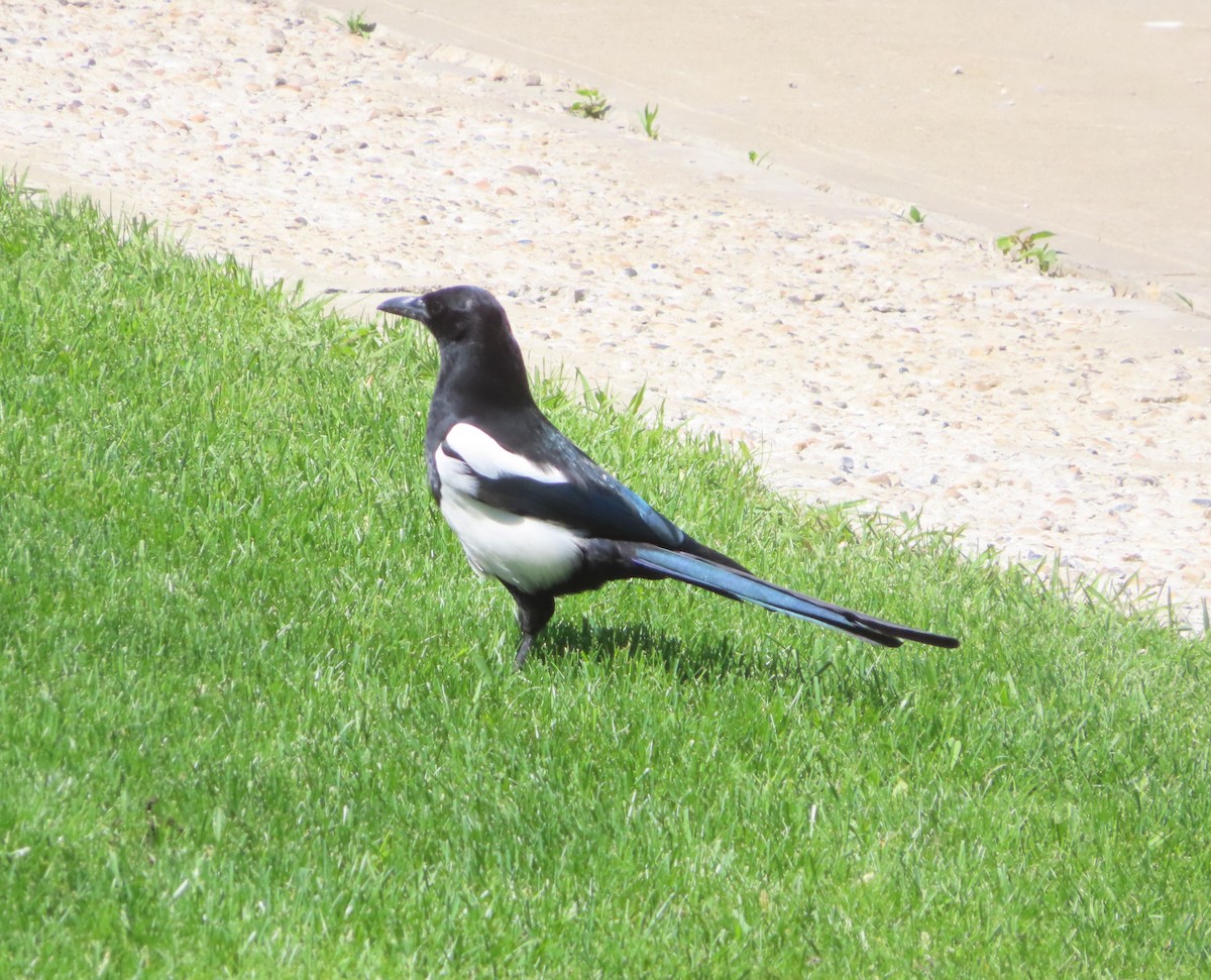 Black-billed Magpie - ML620733253