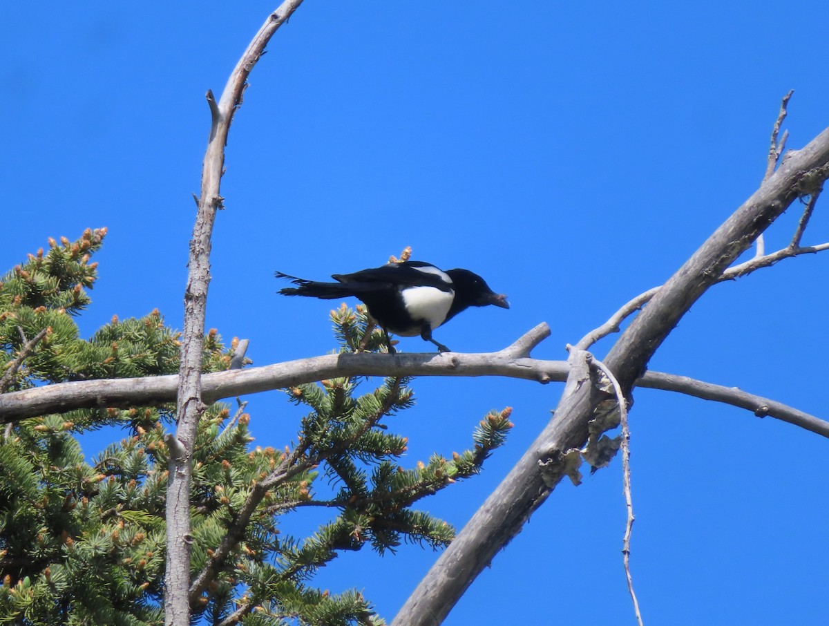 Black-billed Magpie - ML620733255