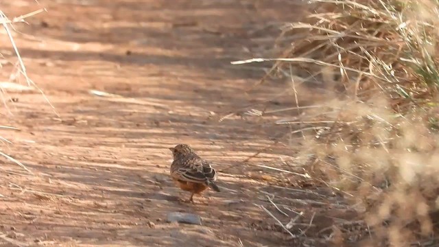 Flappet Lark - ML620733256