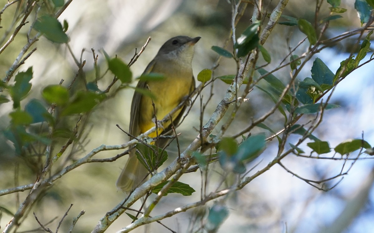 Golden Whistler - ML620733258