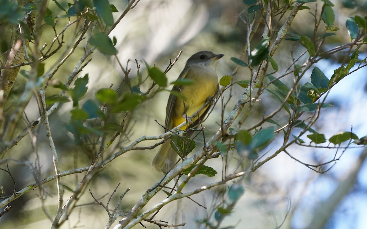 Golden Whistler - ML620733259