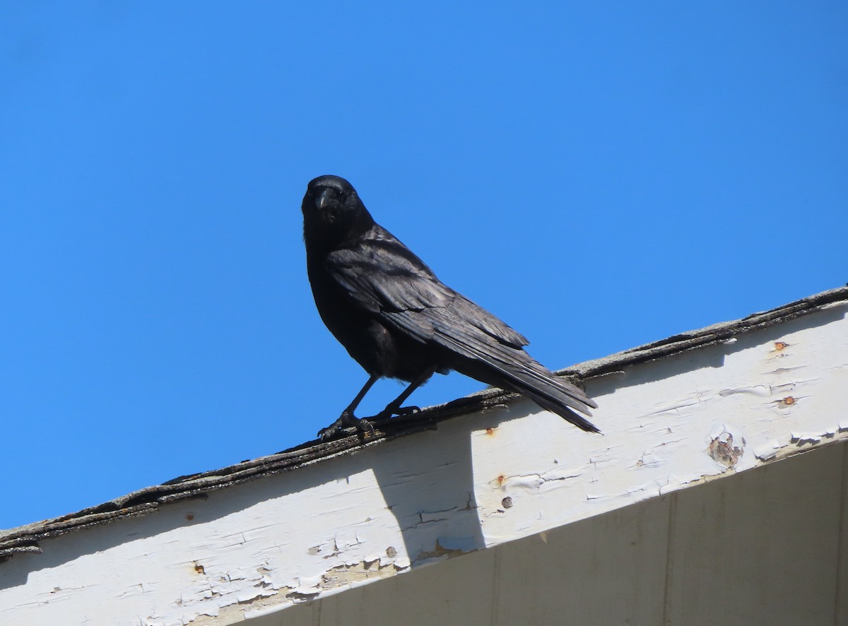 American Crow - ML620733260