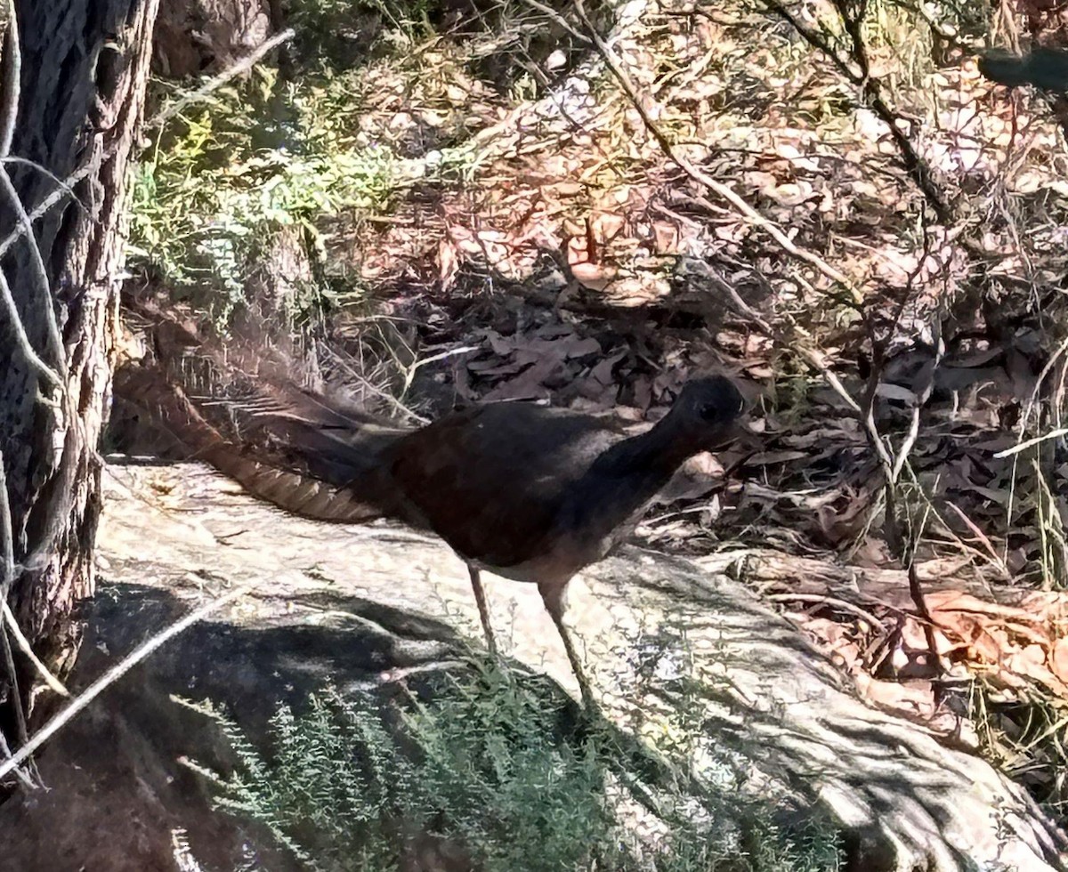 Superb Lyrebird - ML620733265