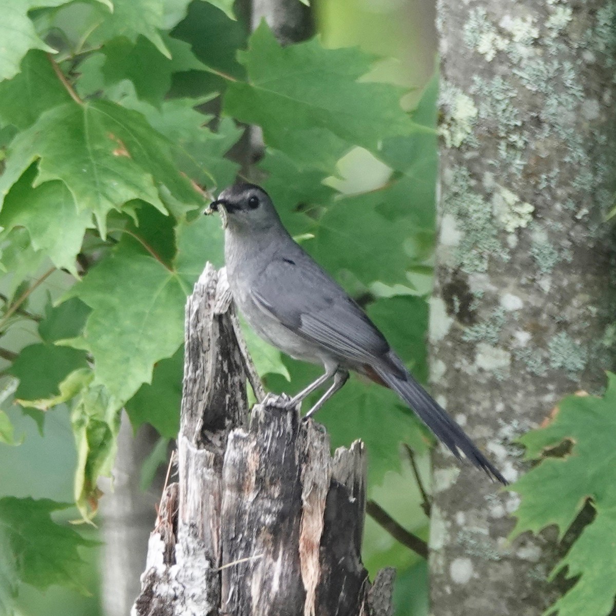 Gray Catbird - ML620733268