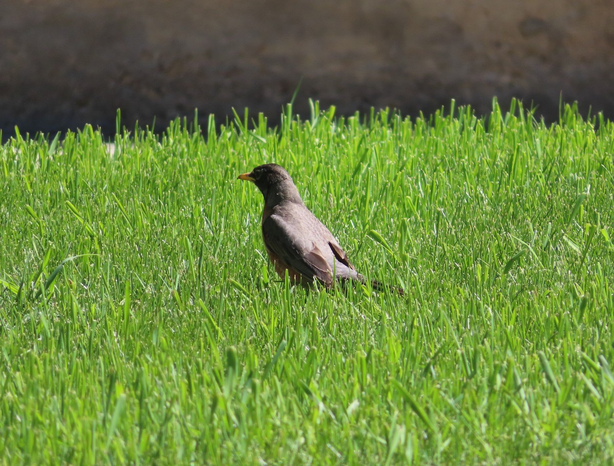 American Robin - ML620733269