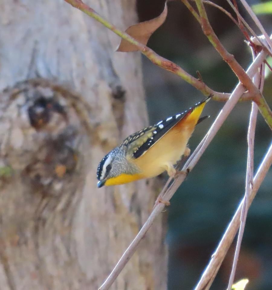 Spotted Pardalote - ML620733270