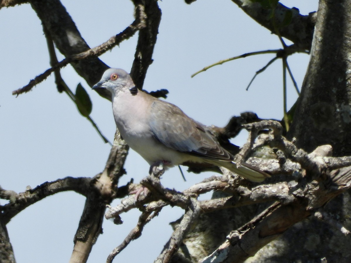 Mourning Collared-Dove - ML620733271