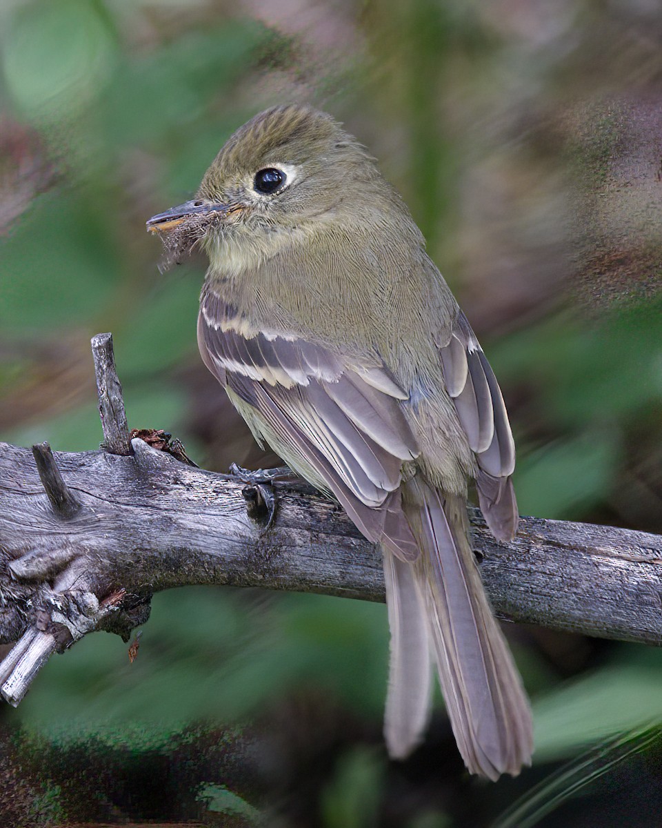 Western Flycatcher (Cordilleran) - ML620733273