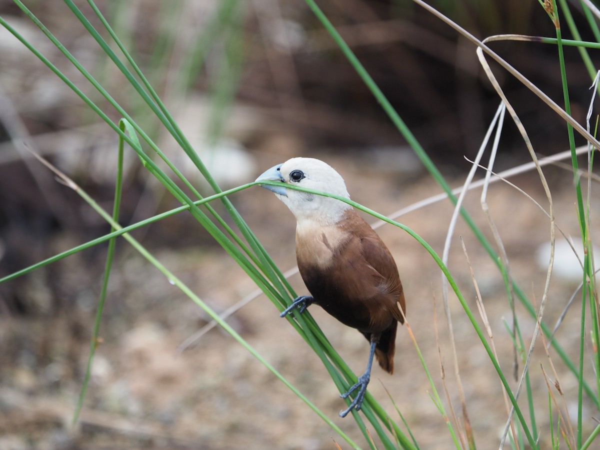 White-headed Munia - ML620733277