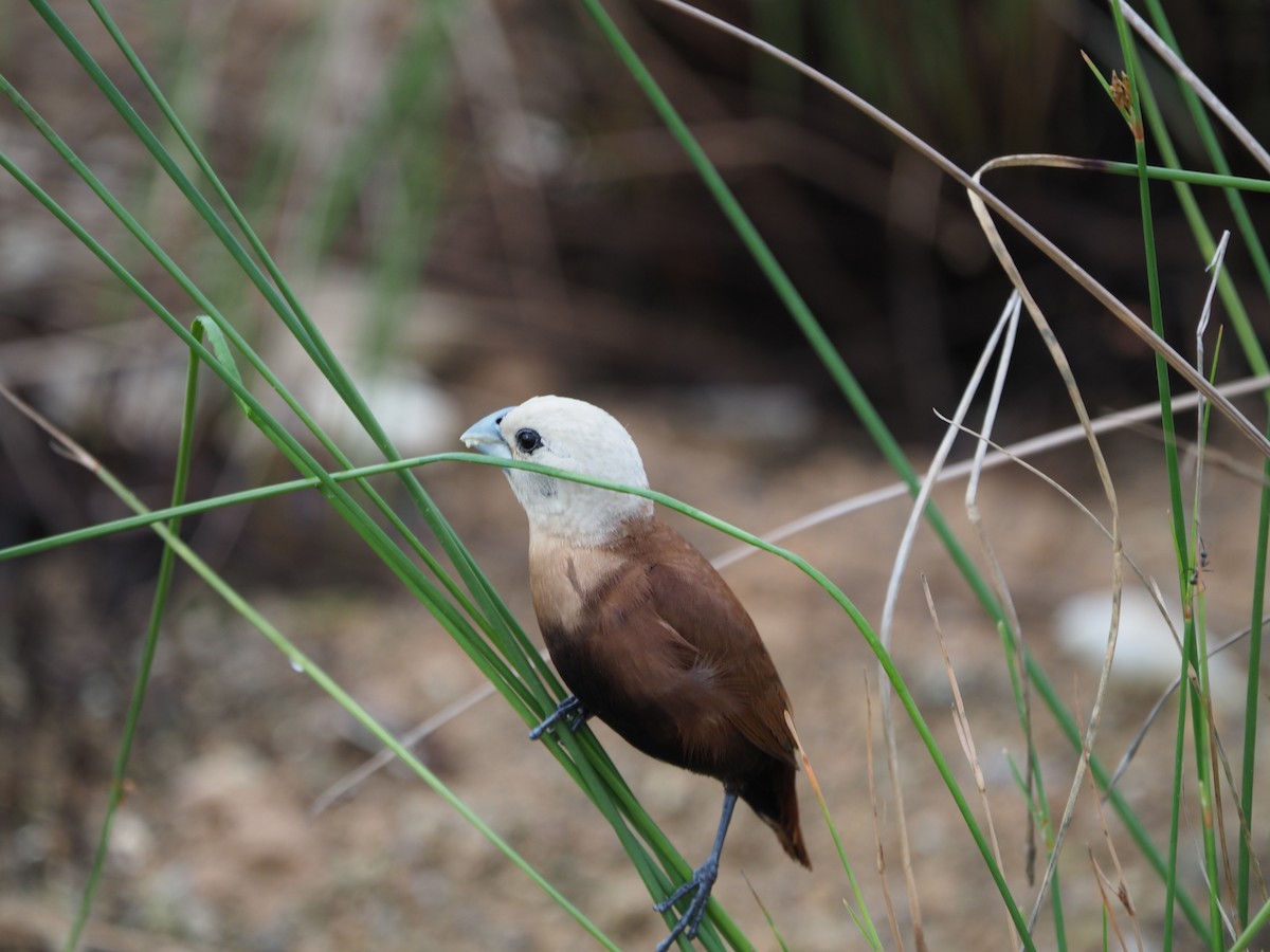 White-headed Munia - ML620733283